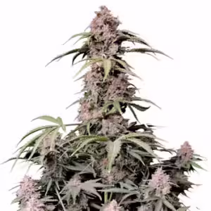 Amnesia Zkittlez Auto