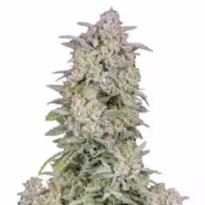 Runtz Forbidden Auto