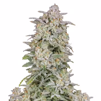 Forbidden Runtz Auto