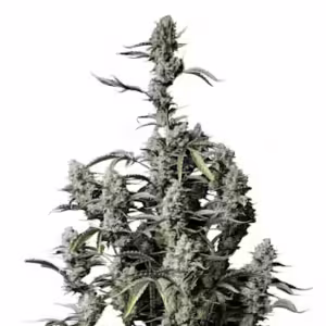 Gorilla Zkittlez Auto