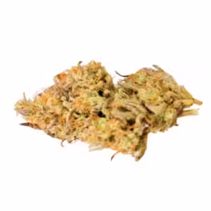 Jealousy Zee XL Auto