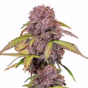 Lemon Cherry Cookies Auto