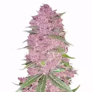 Purple Lemonade Auto