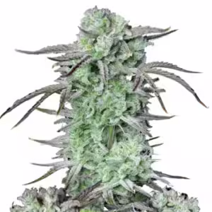 Strawberry Banana Auto