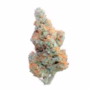 Sweet Mandarine Zkittlez XL Auto