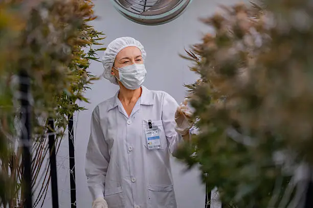 Top 10 largest cannabis companies