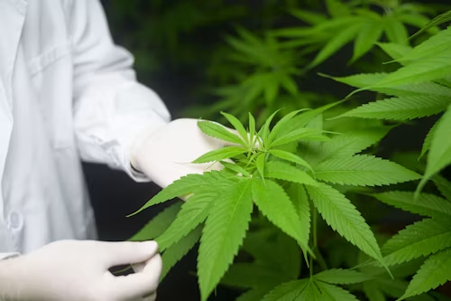 All Countries Selling Cannabis Legally