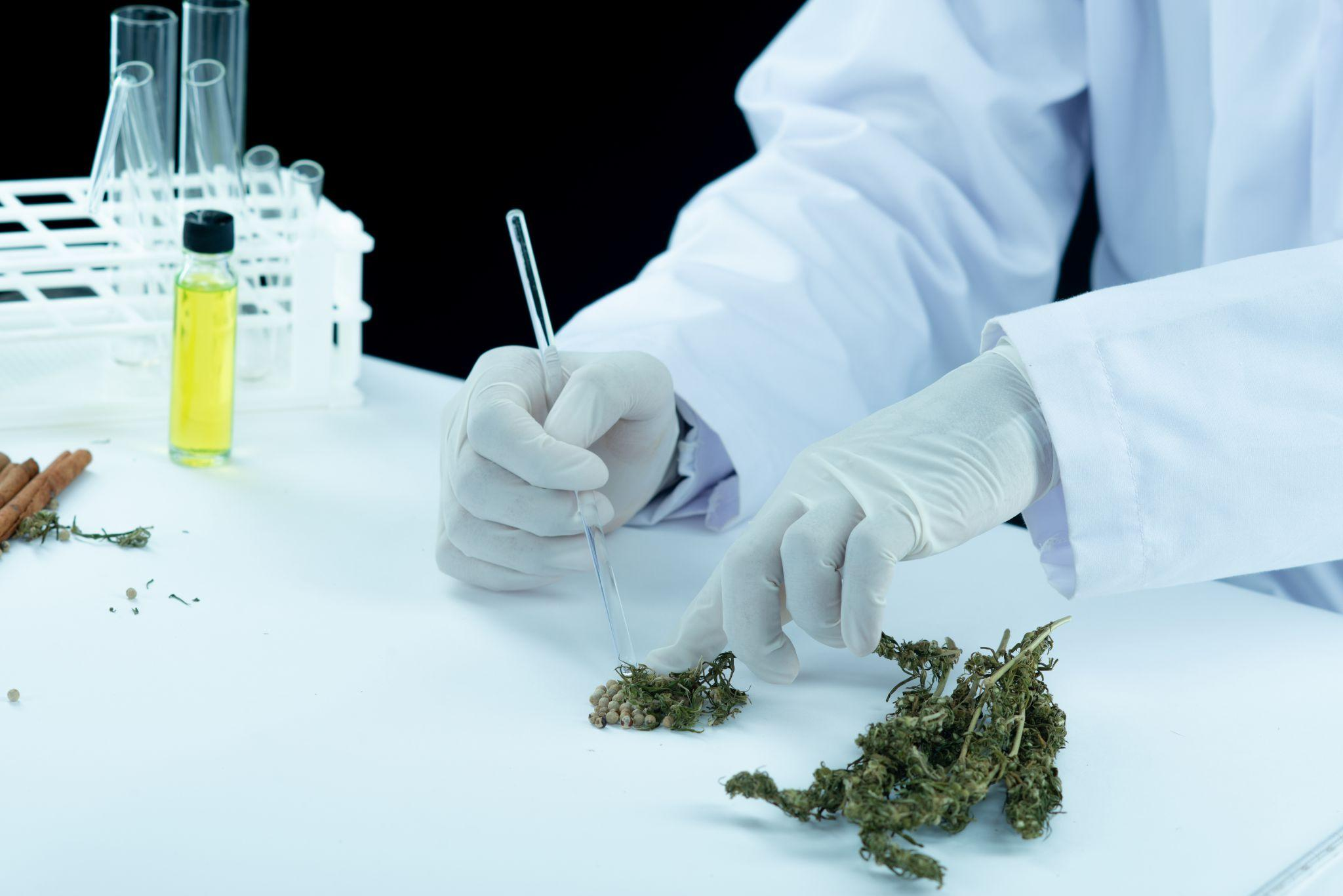 Latin America and Cannabis