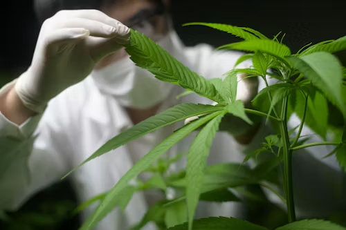 All States Selling Cannabis Legally