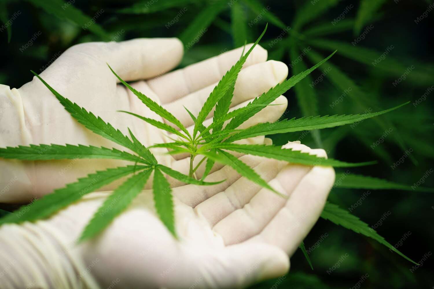 Africa and Cannabis