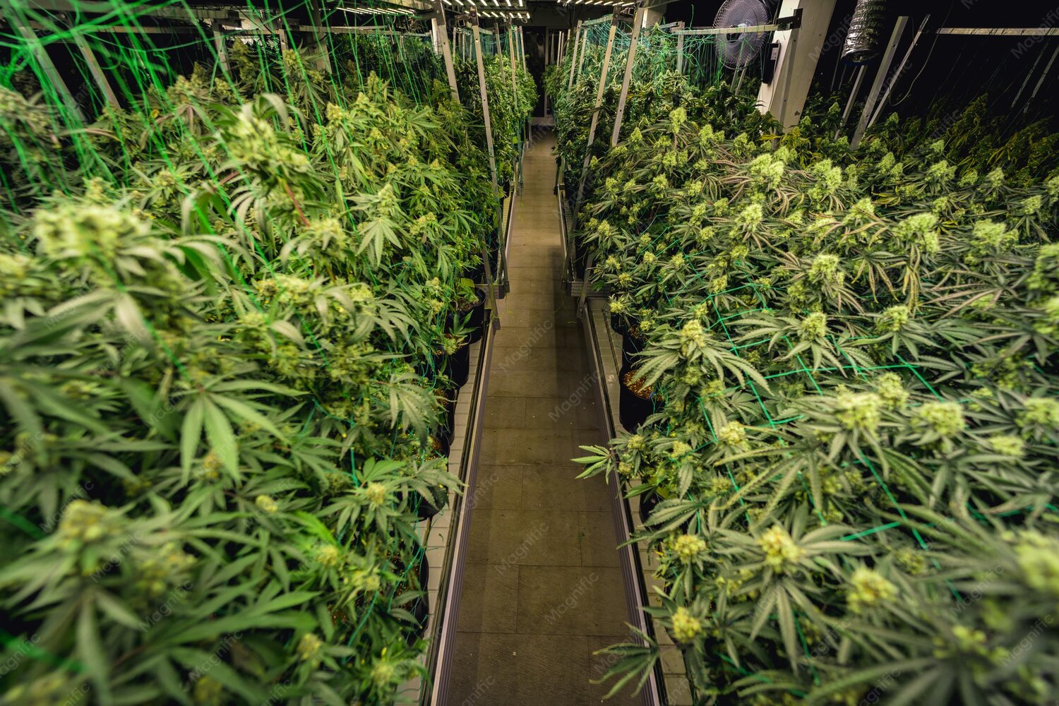 Africa and Cannabis
