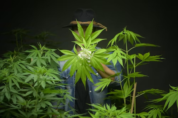 Indica vs. Sativa
