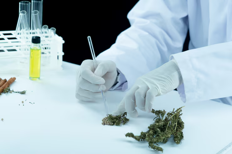Strongest Cannabis Strain: Facts, THC & Potency Explained