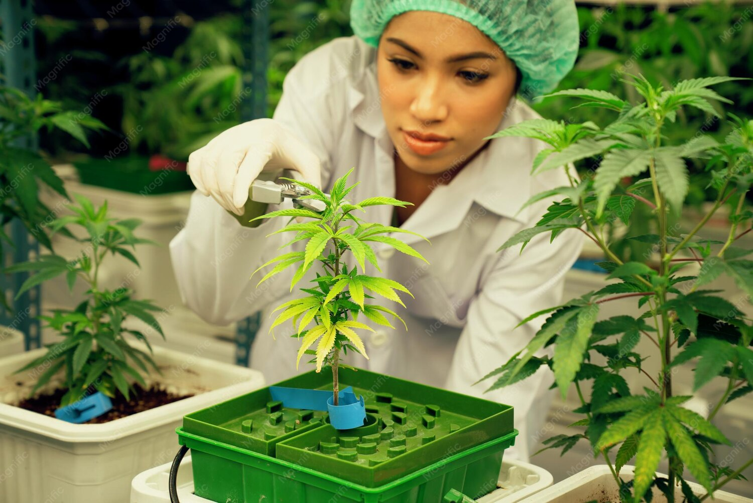 Jamaica and Cannabis in 2026
