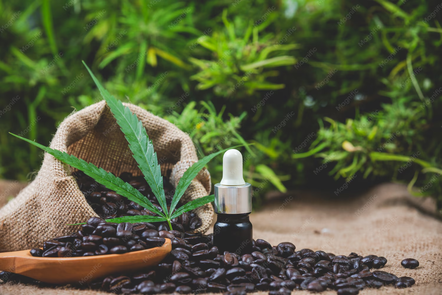 Jamaica and Cannabis in 2026
