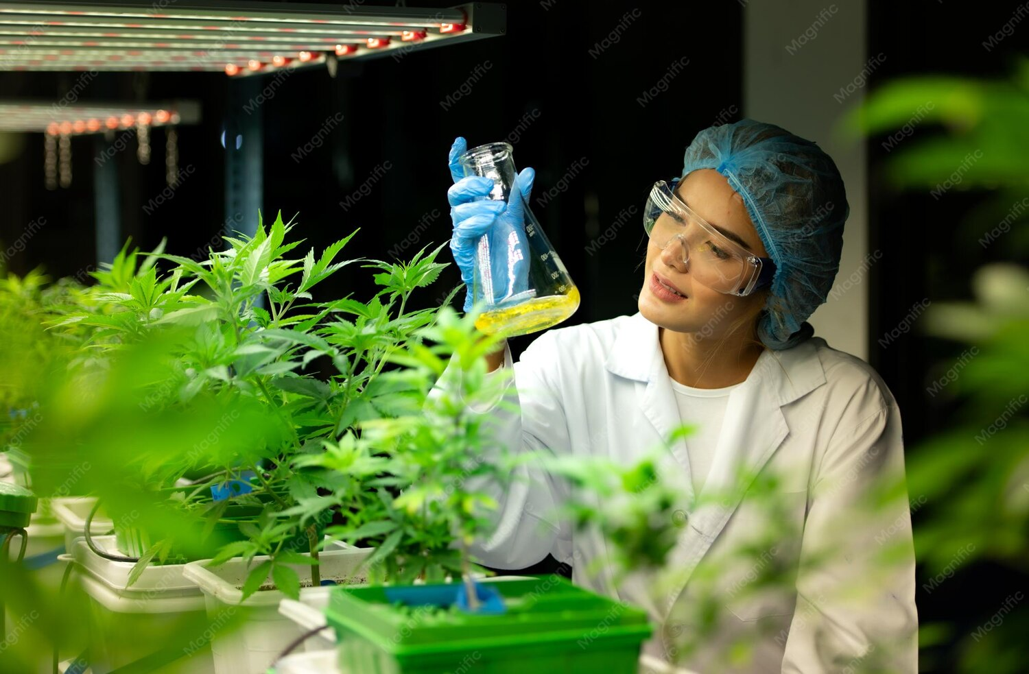 Jamaica and Cannabis in 2026