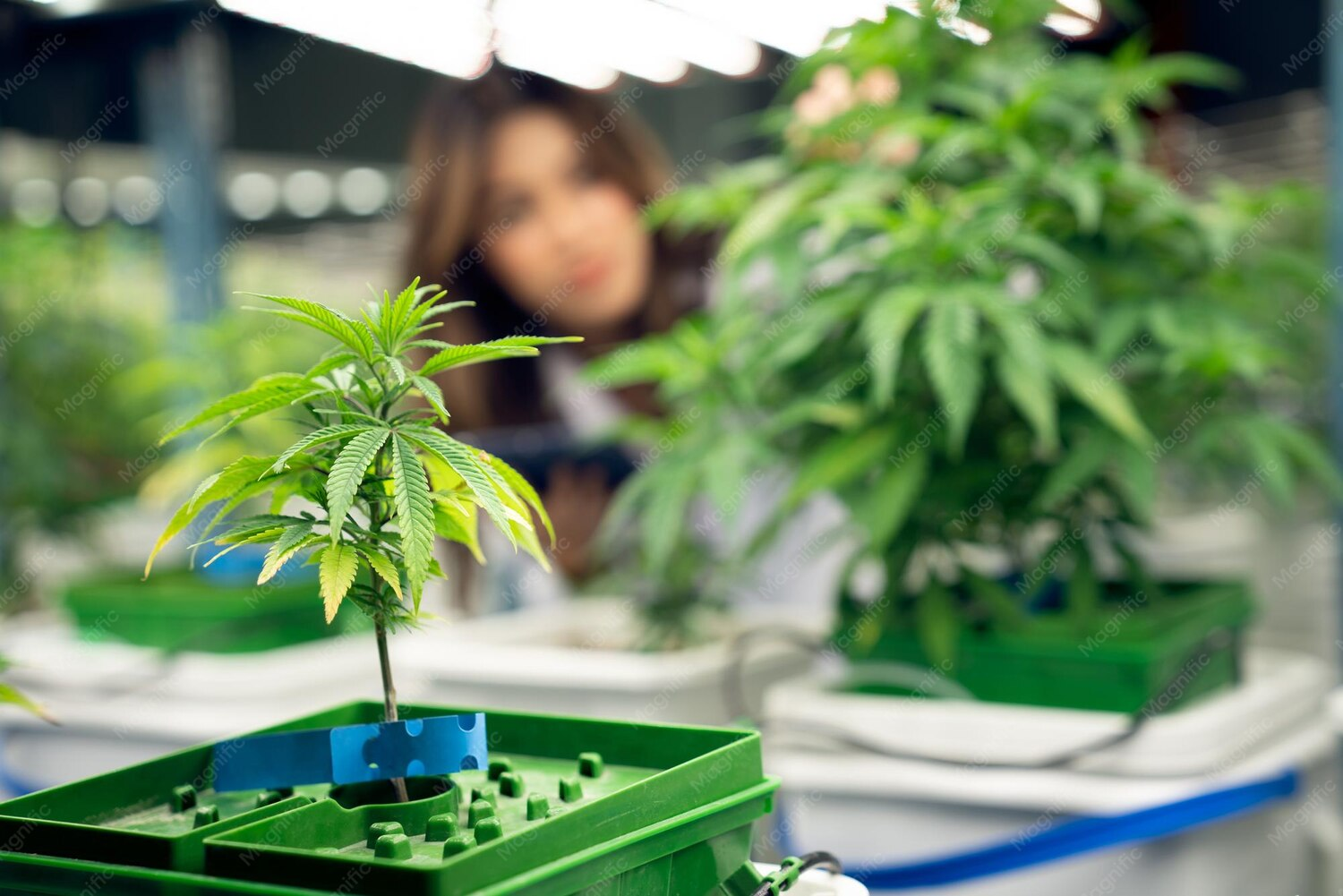 Jamaica and Cannabis in 2026