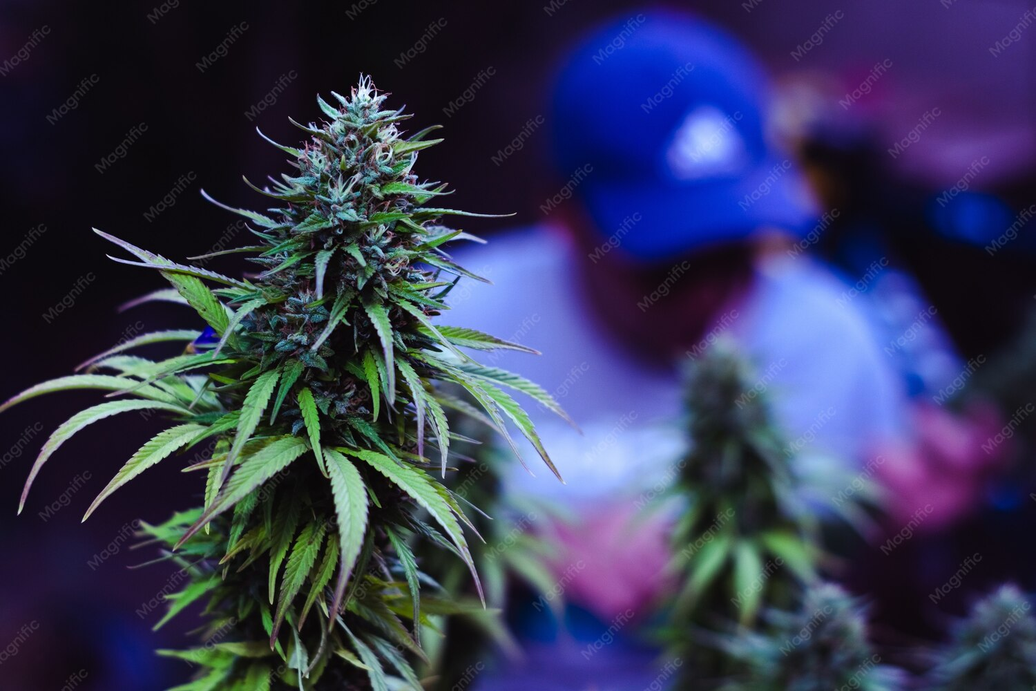 Cannabis and Crypto