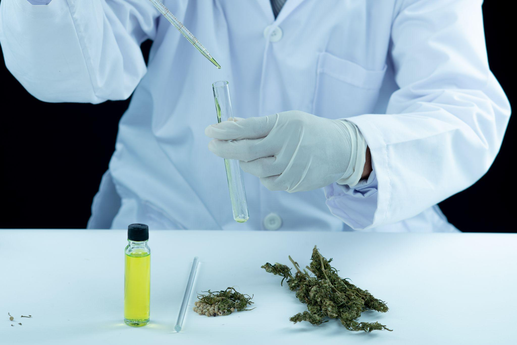 Strongest Cannabis Strain: Facts, THC & Potency Explained