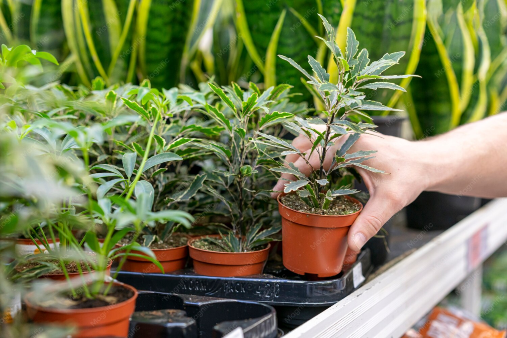 Which Strains Create the Biggest Yields?