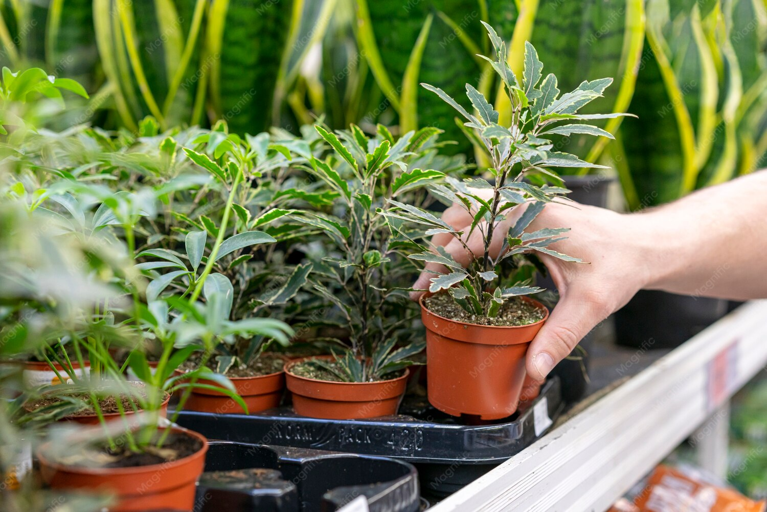 Which Strains Create the Biggest Yields?