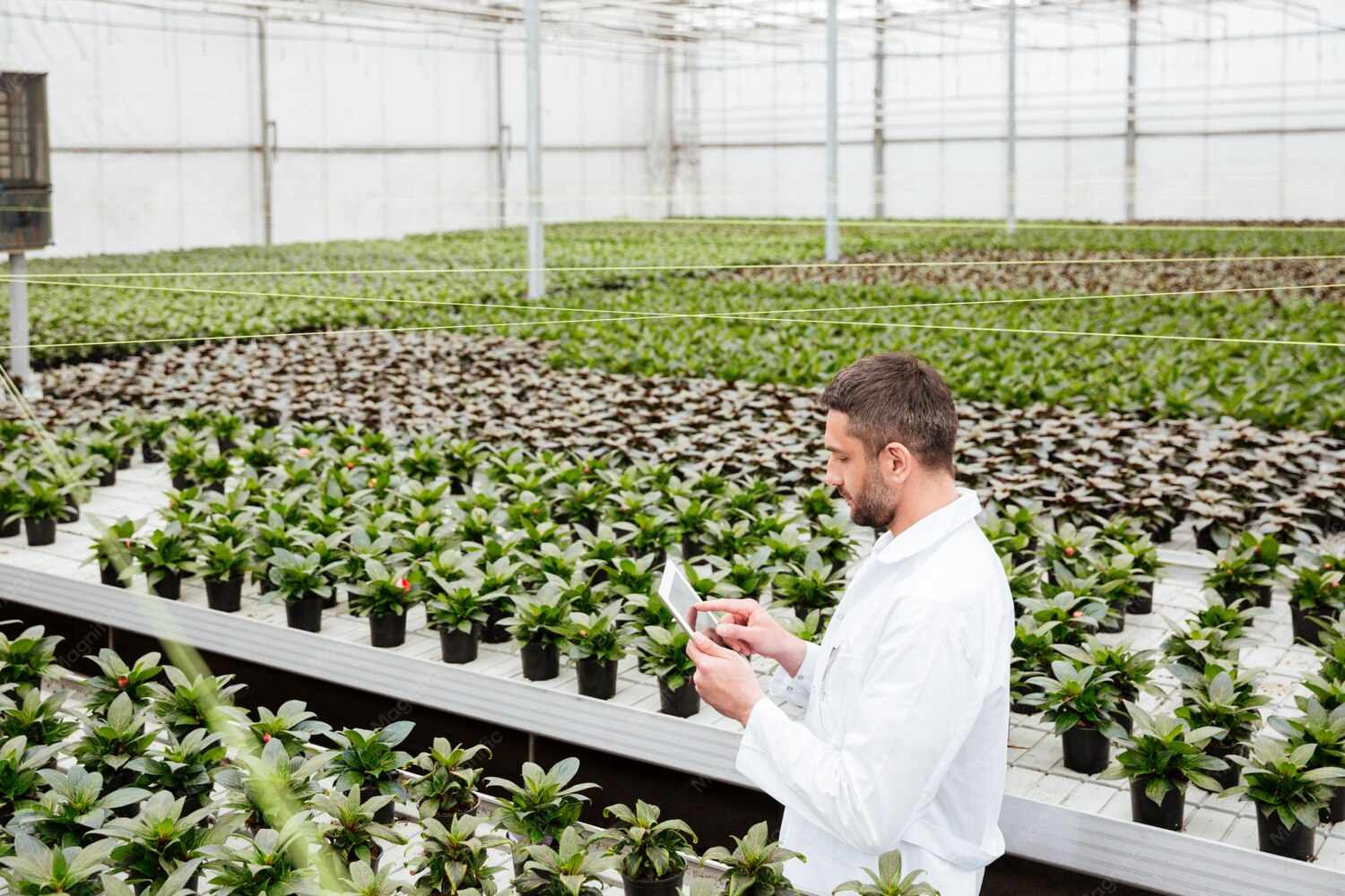Which Strains Create the Biggest Yields?
