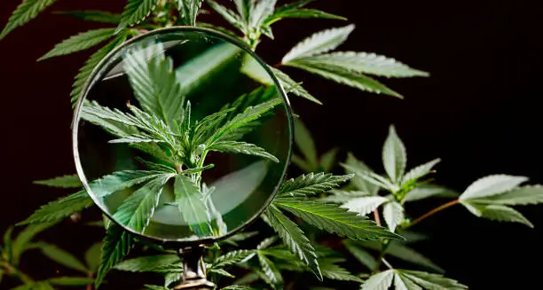 Indica vs. Sativa