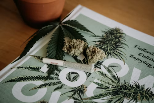 Strongest Cannabis Strain: Facts, THC & Potency Explained
