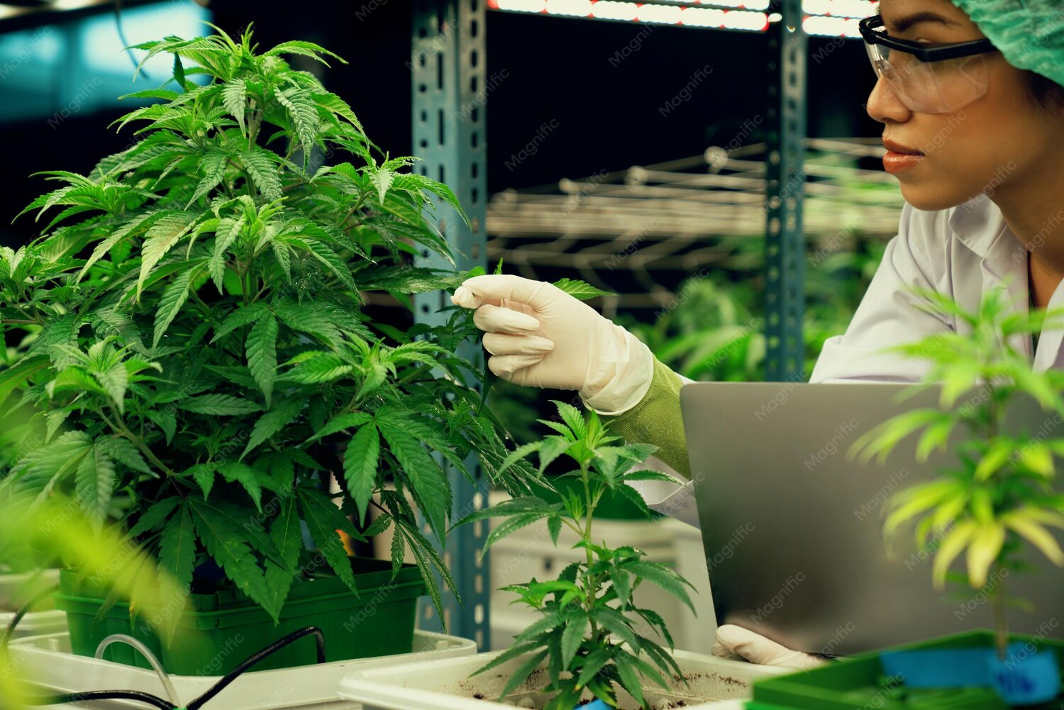 The Easiest Way to Get Into the Cannabis Industry