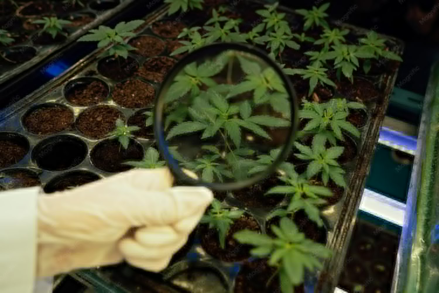 Future of Cannabis in the United States: Trends & Outlook
