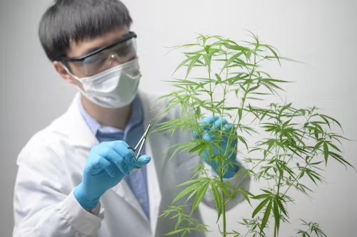 History of Cannabis