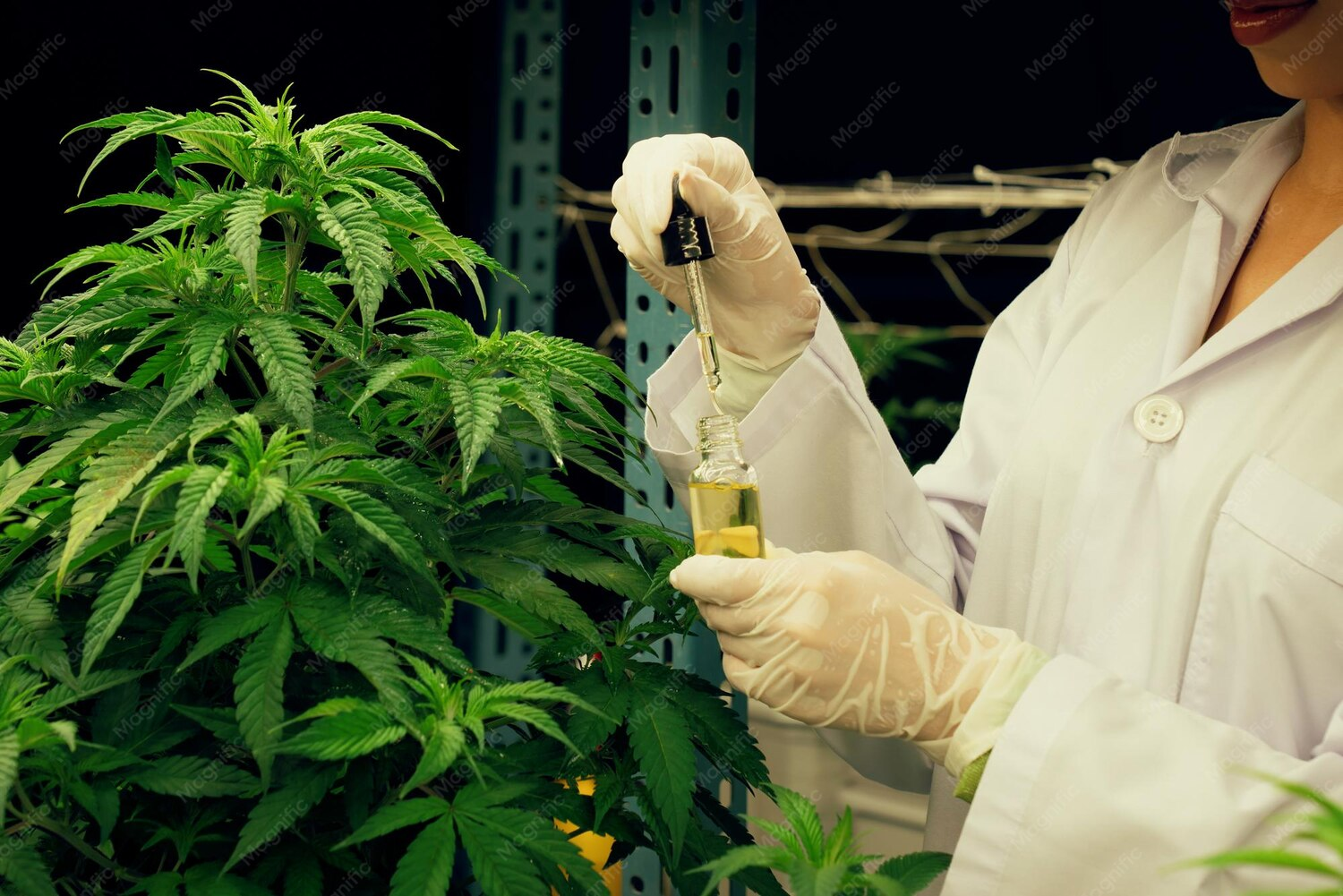 The Early Strains of Cannabis