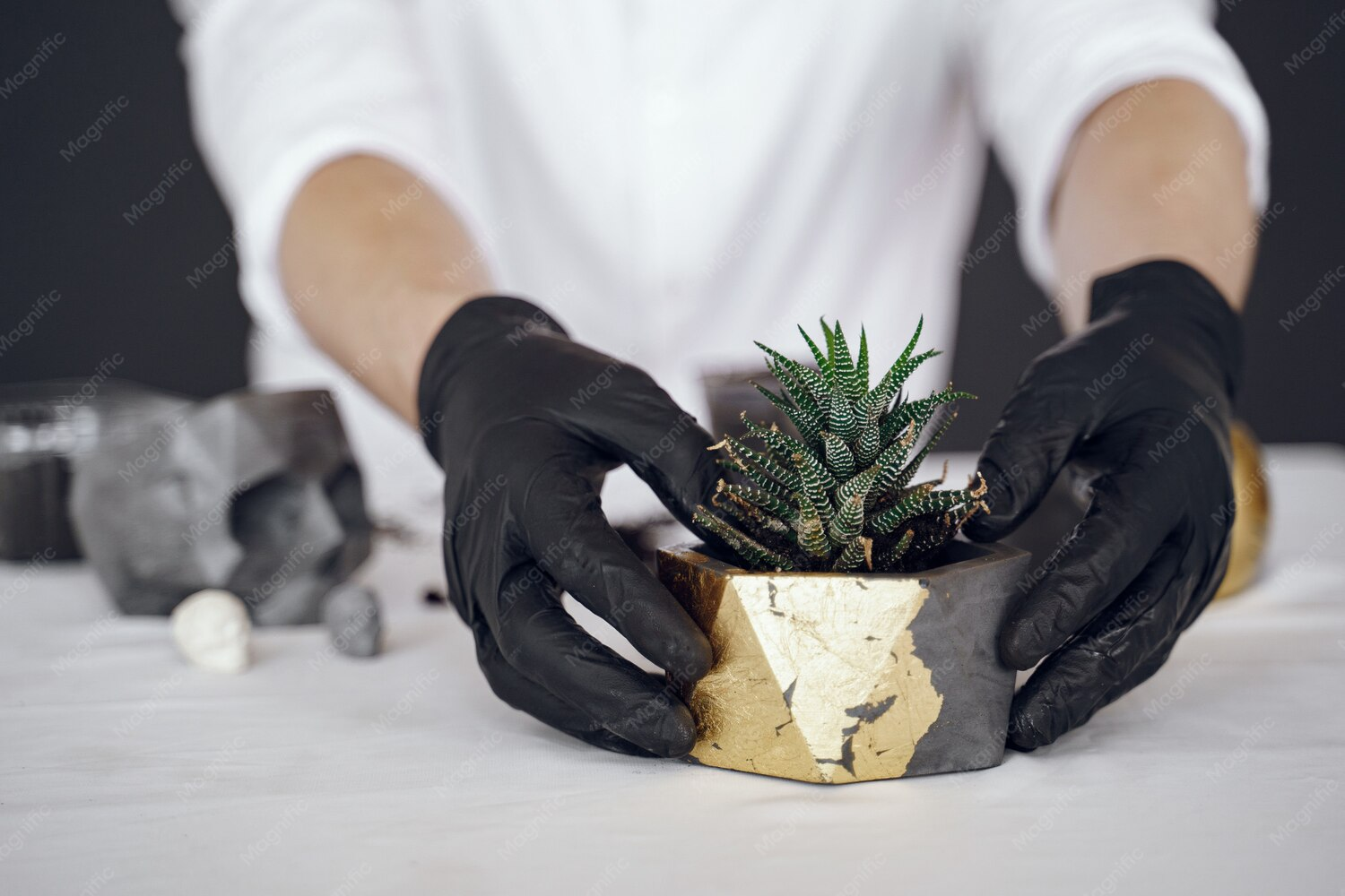 Who's the Luxury Cannabis Company? Premium Brand Guide