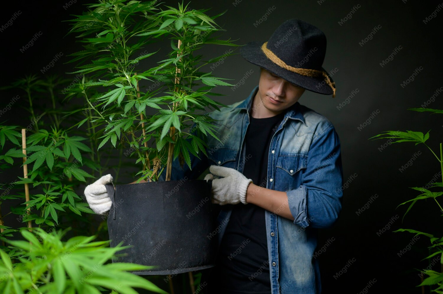 The European Cannabis Market