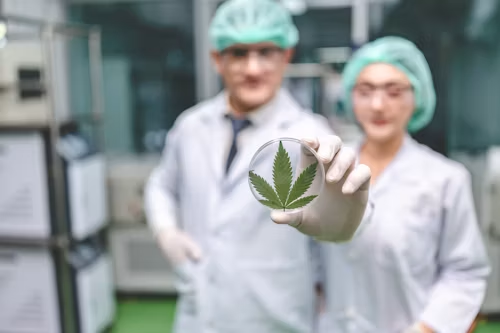 Top 10 largest cannabis companies