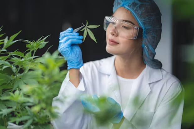 Indica vs. Sativa