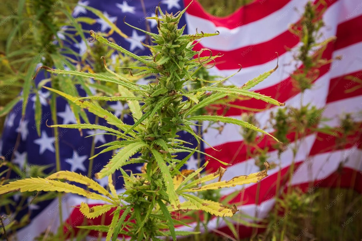 Canada Cannabis vs America Cannabis