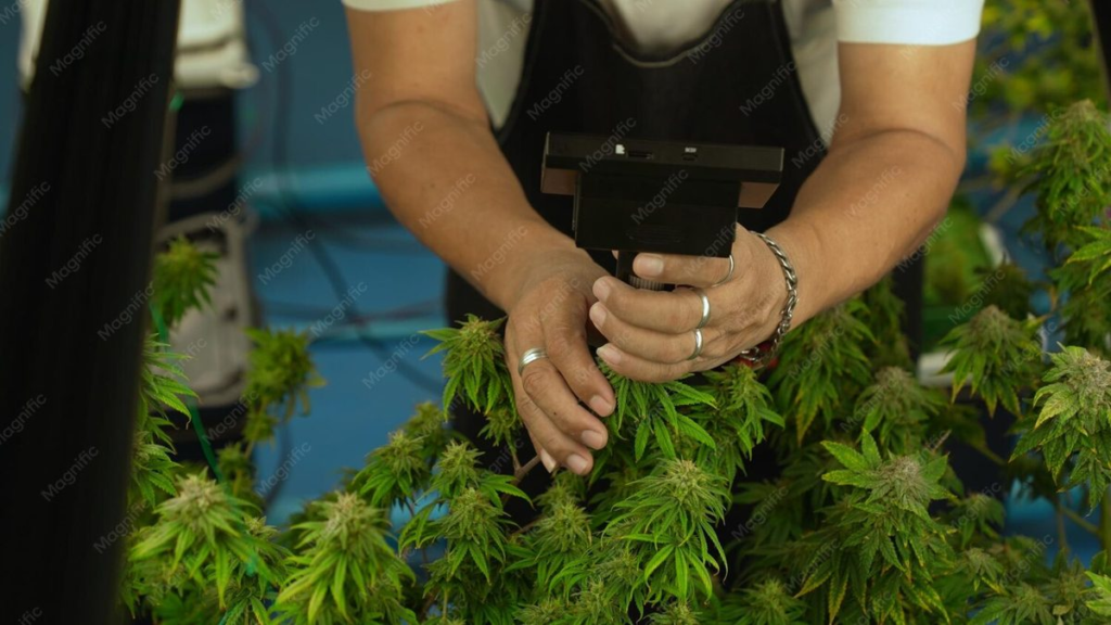 01 cannabis australia