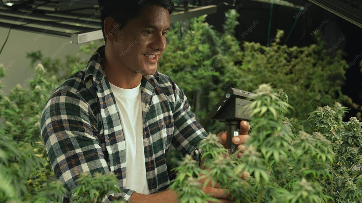 Musicians That Indulge in Cannabis