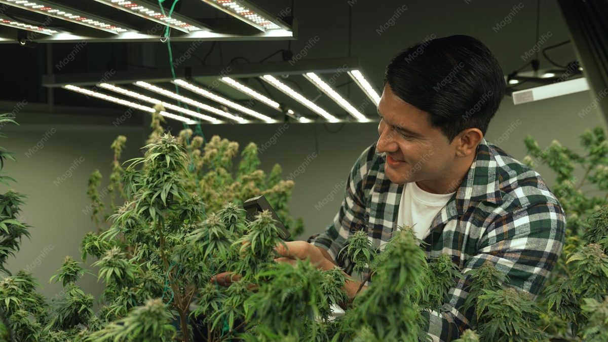 What Will be The Cost of Cannabis in The Future