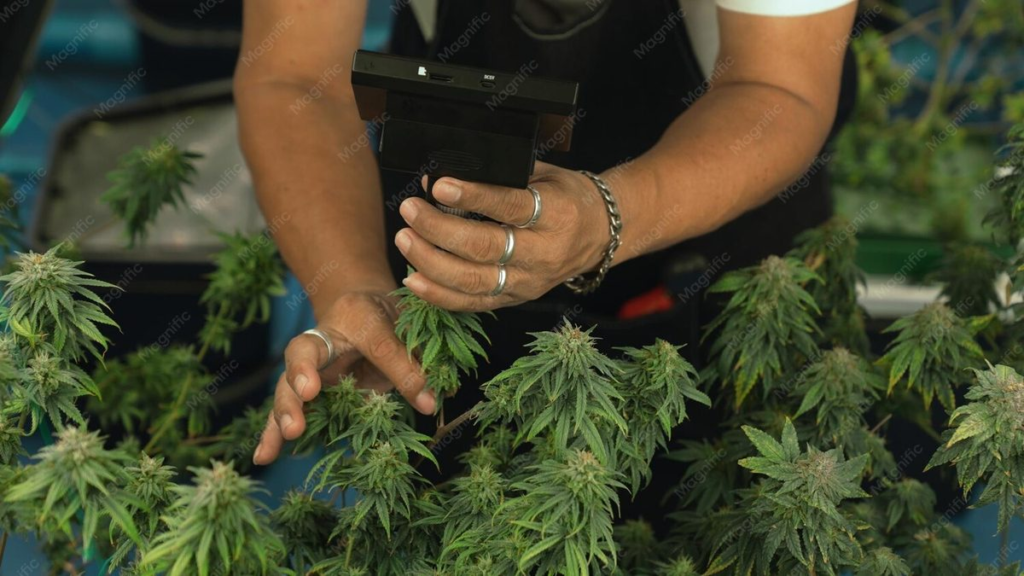01 cannabis culture 1990s