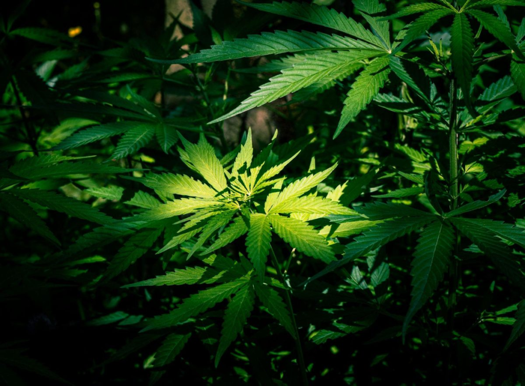 01 cannabis leaves