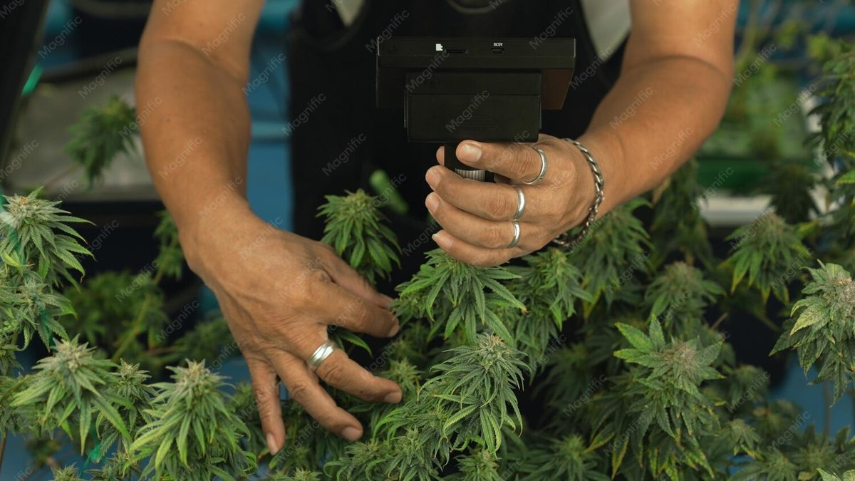 What Do Cannabis Companies Do with the Weed They Don’t Want?