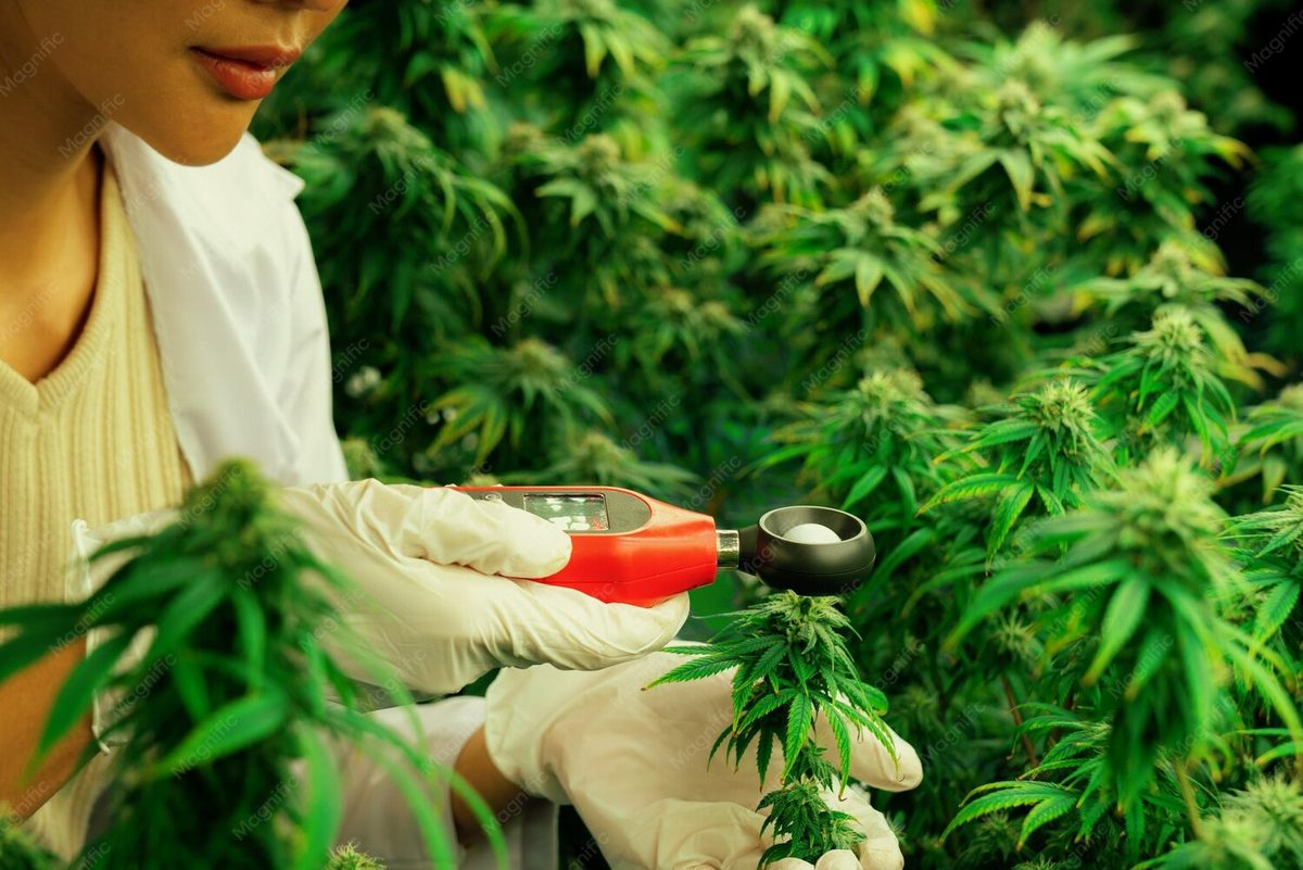 Cannabis in South Africa