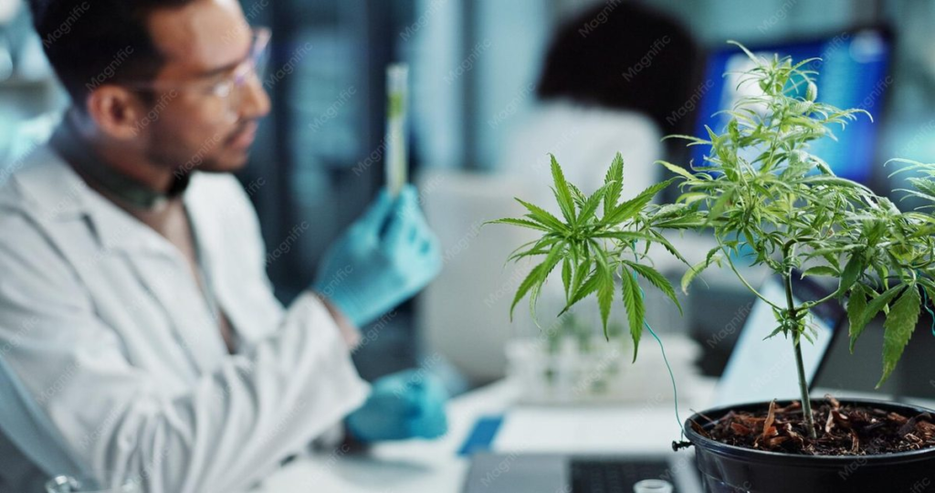 01 cannabis researcher 1
