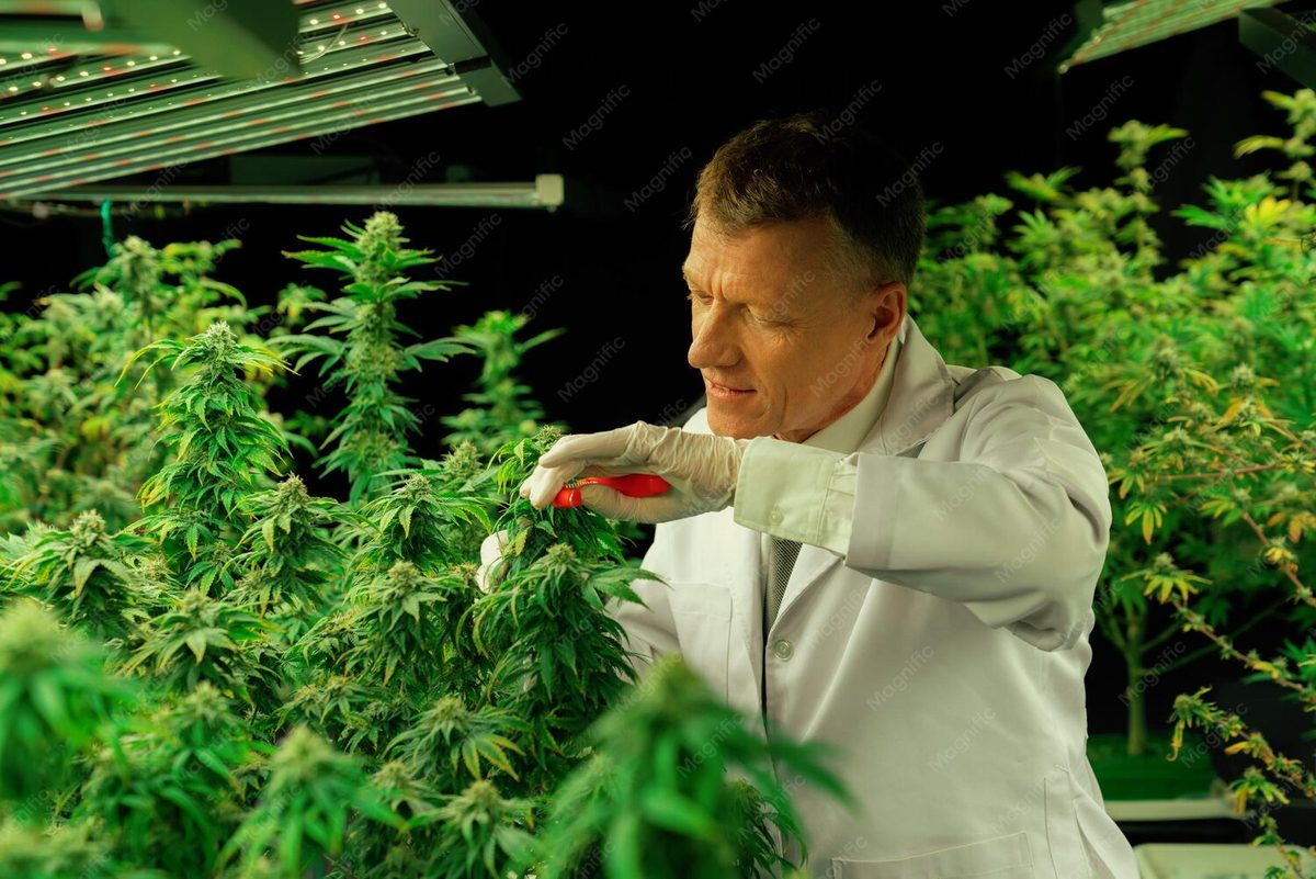 Top Ten Hybrid Strains