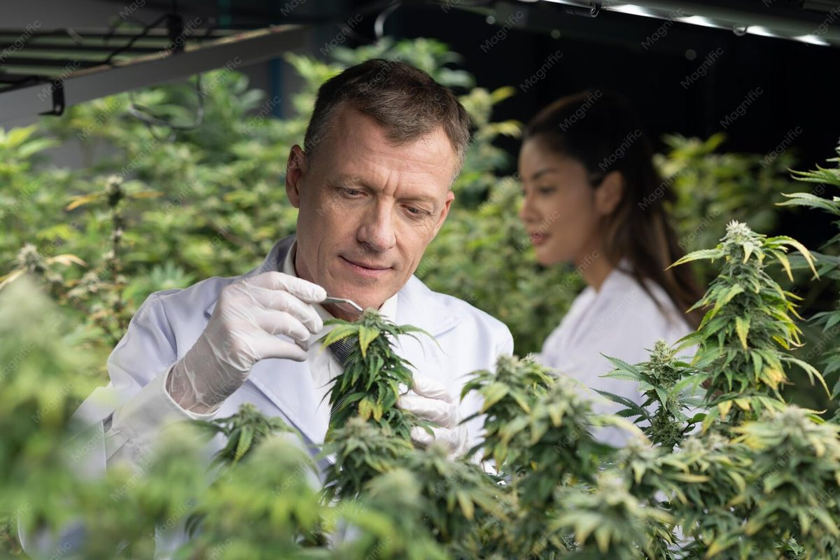 The Influence of Cheech and Chong on the Cannabis Industry