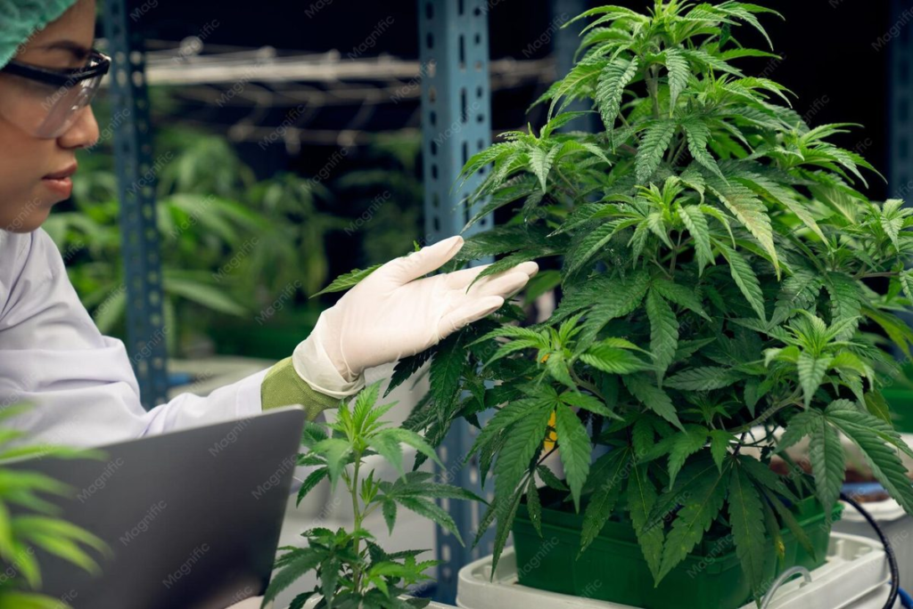 01 hydroponic grown cannabis 1