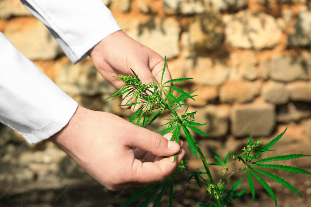 01 kush cannabis plant