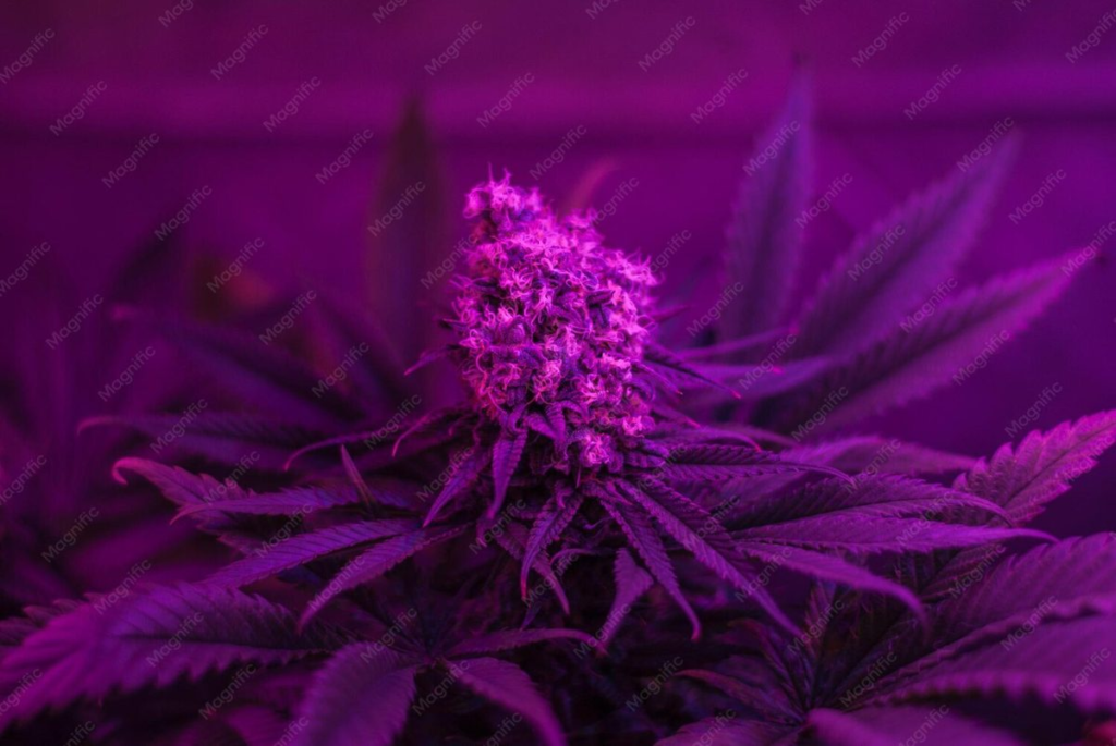 01 purple cannabis strain